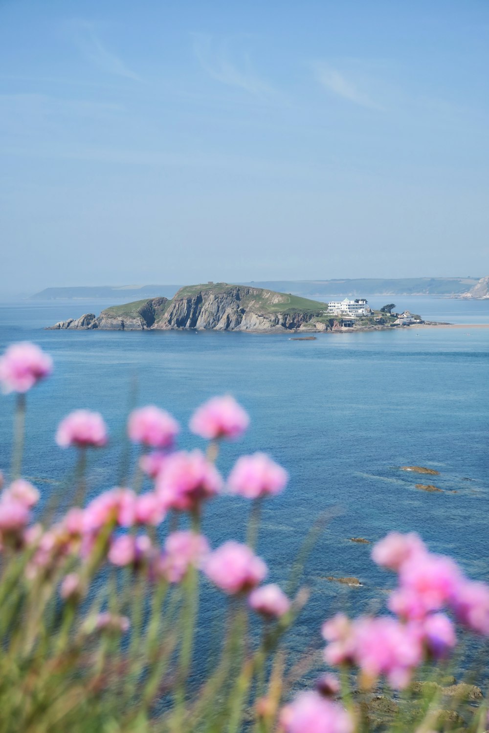 pink flower field and calm body of sea