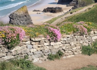 flowers near beach