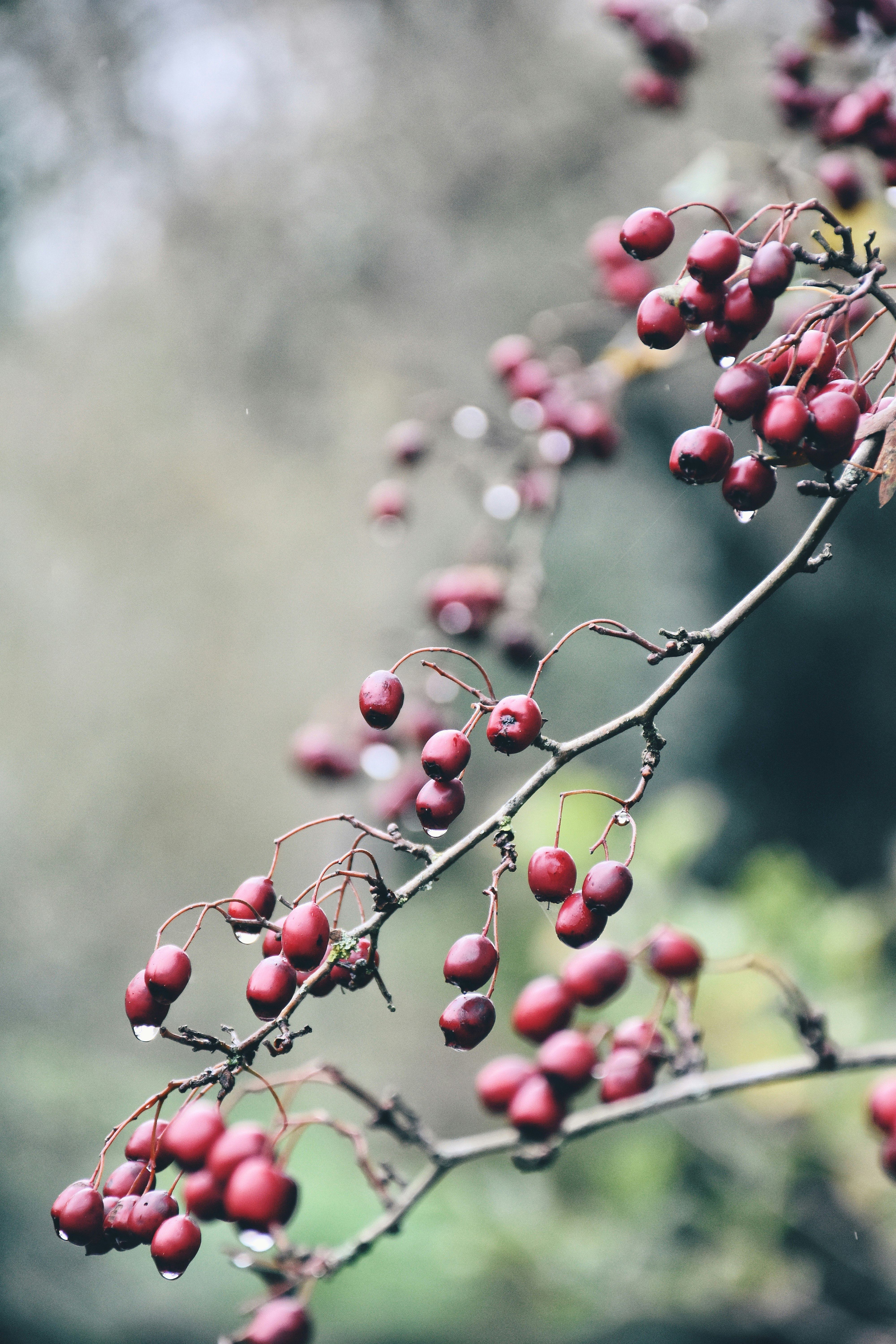 round purple fruits