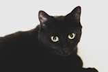 Close-up of a black cat's bright green eyes glowing against a dark background.