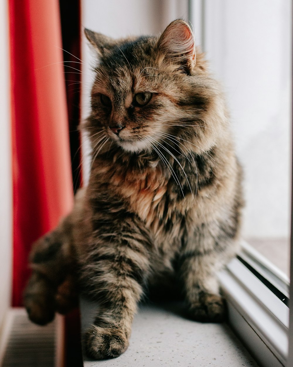 Foto mit flachem Fokus einer braunen Katze, die neben dem Fenster sitzt