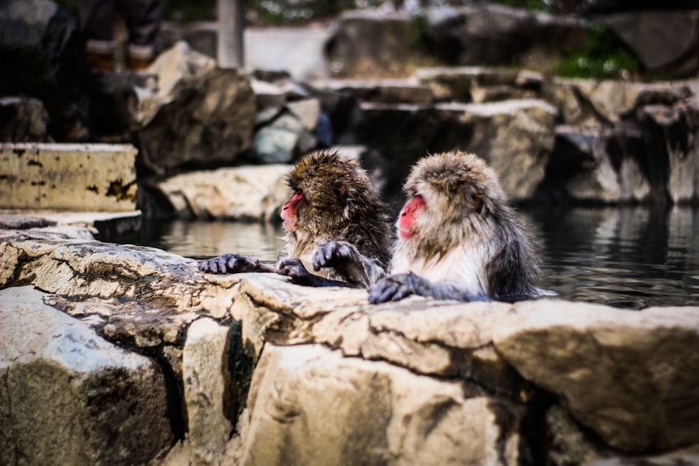 two monkeys on hot springs