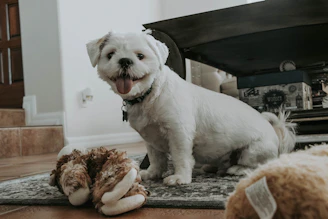 A happy dog named Drelo sitting among handmade crochet items and paper goods.