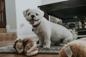 A happy Maltese puppy wagging its tail while sitting beside a colorful chew toy on wooden flooring.