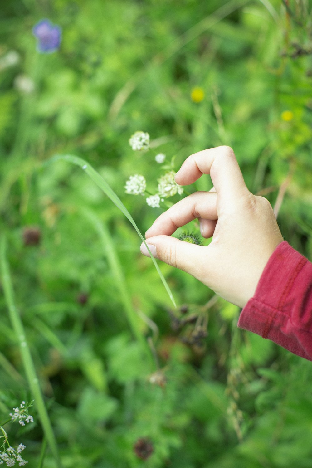 白い花びらの花のクローズアップ写真