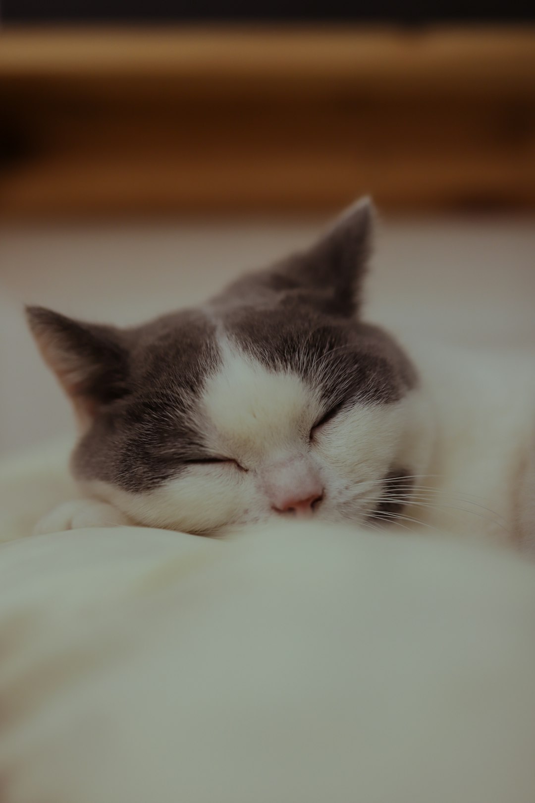 short-coated white and gray cat sleeping