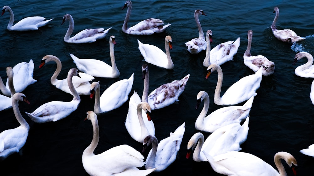 group of swans