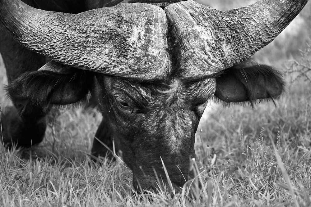 foto di bufalo d'acqua