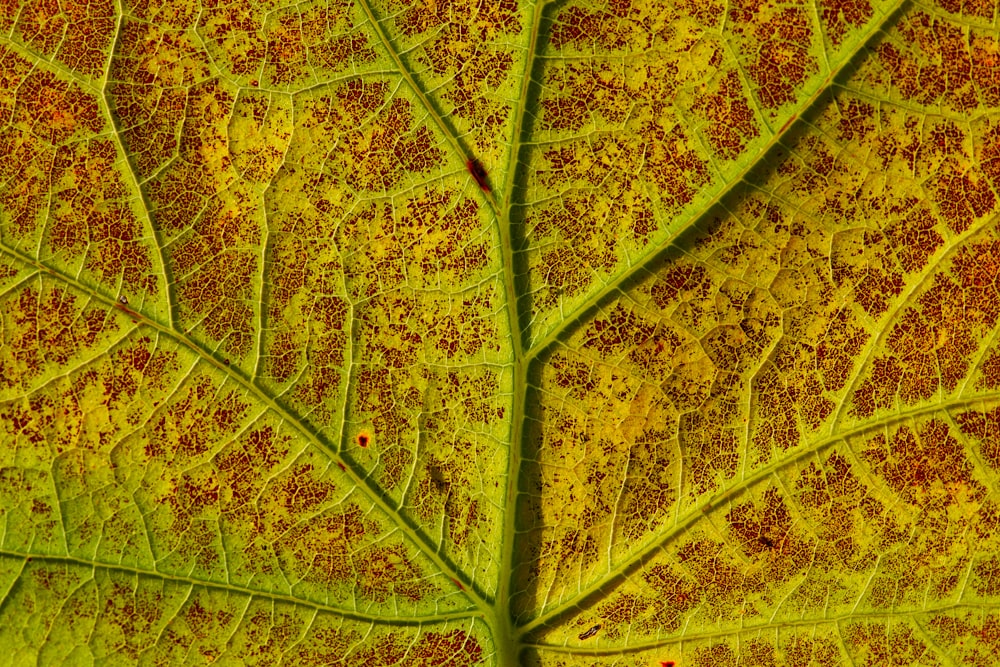 green and red leaf