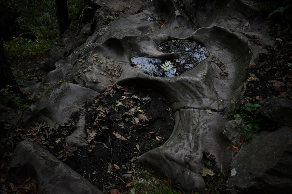 aerial photo of forest