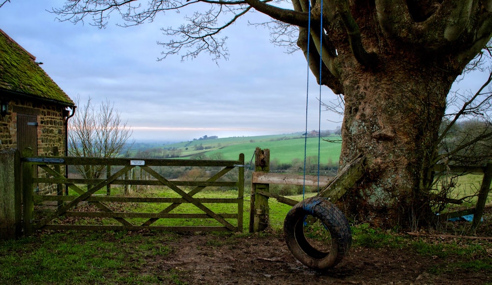 tire swing under tree