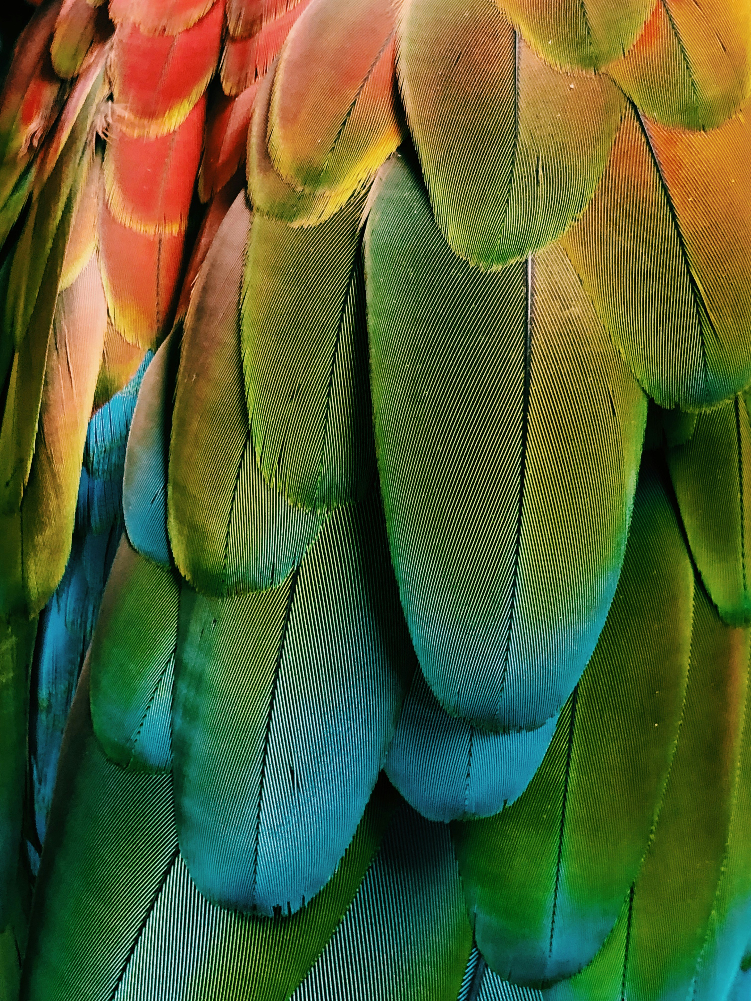 green and blue feathers