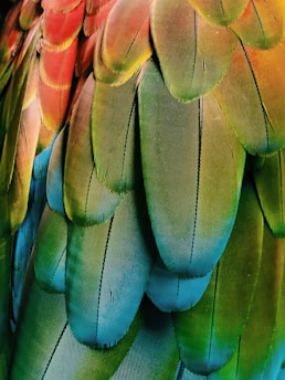 green and blue feathers