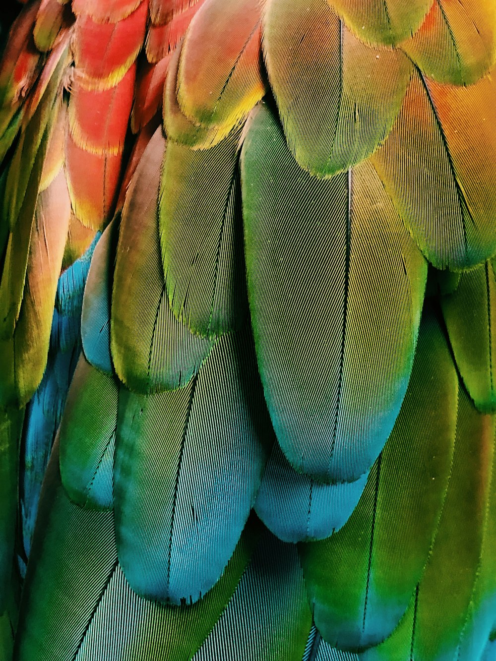 green and blue feathers