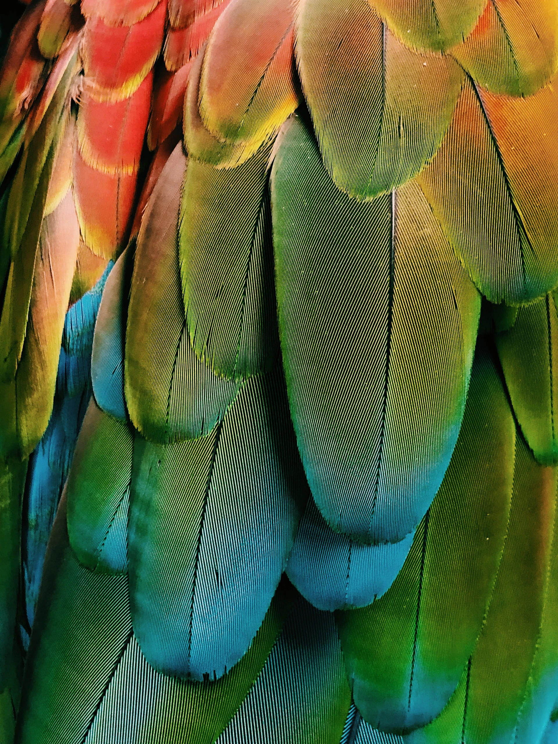 green and blue feathers