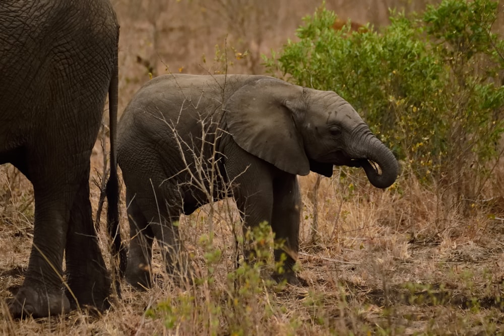 elephant calf