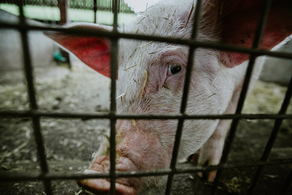 pig inside pen