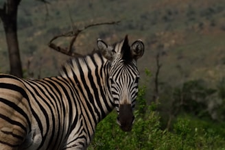 A zebra with distinct black and white stripes stands in a natural setting. The background features a blurred landscape with greenery and a few bare trees.