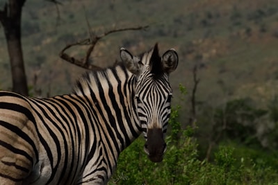 A zebra with distinct black and white stripes stands in a natural setting. The background features a blurred landscape with greenery and a few bare trees.