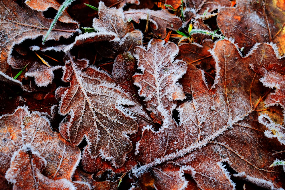 dried leaves