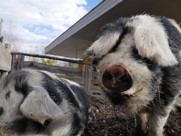 Two large pigs with black and white fur are in close proximity in an outdoor farm setting. The foreground pig is looking directly at the camera, with a prominent snout and floppy ears. The surrounding area includes a wooden fence and a clear sky, suggesting a peaceful rural environment.