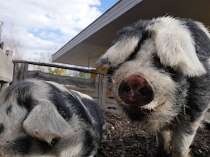 Two large pigs with black and white fur are in close proximity in an outdoor farm setting. The foreground pig is looking directly at the camera, with a prominent snout and floppy ears. The surrounding area includes a wooden fence and a clear sky, suggesting a peaceful rural environment.