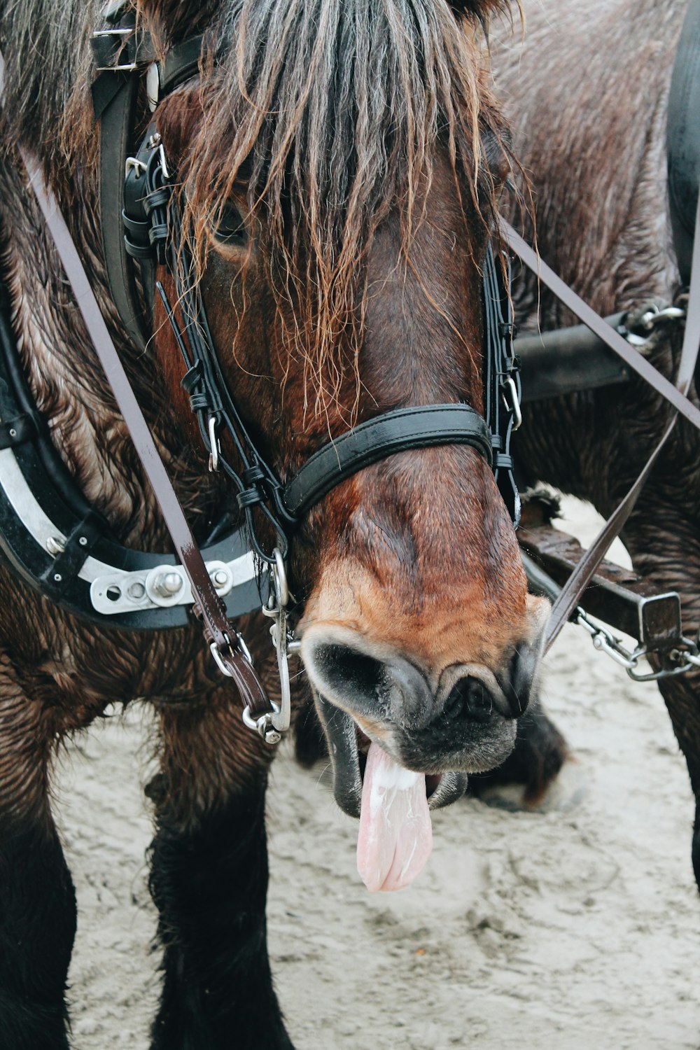 brown and black horse