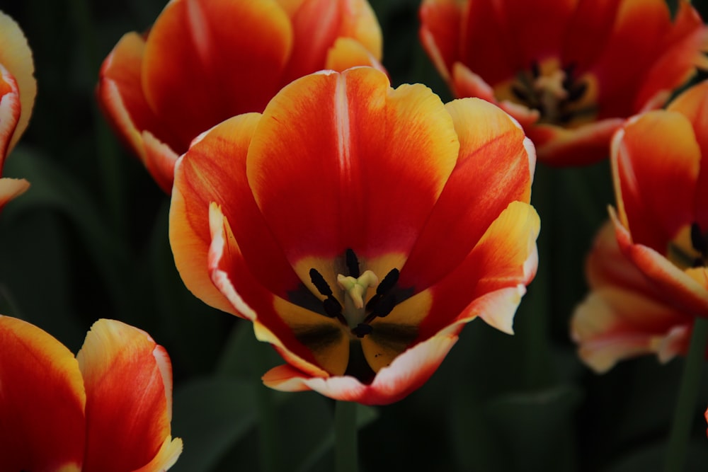 red and yellow flowers