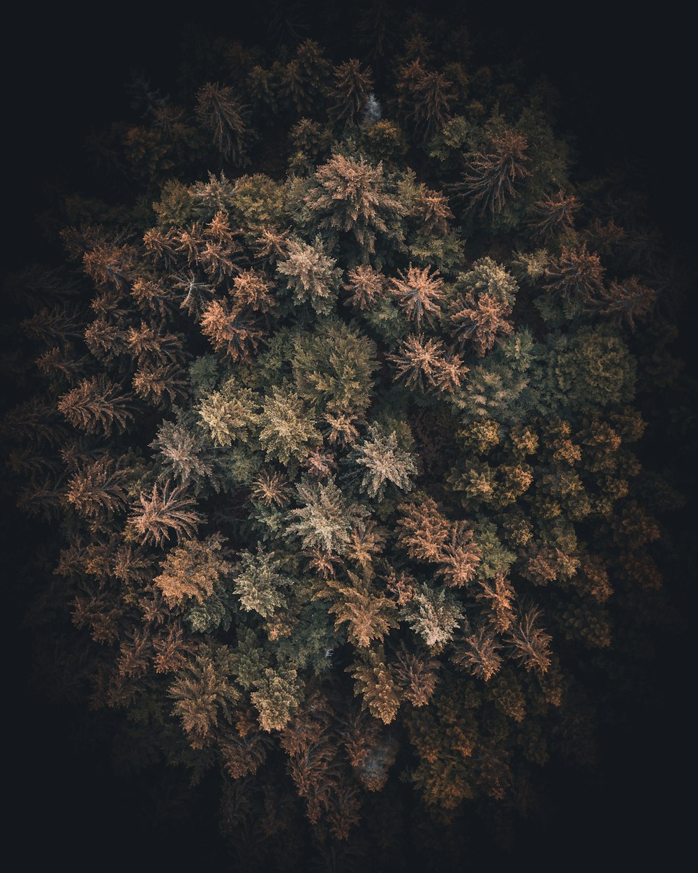 bird's eye view of trees