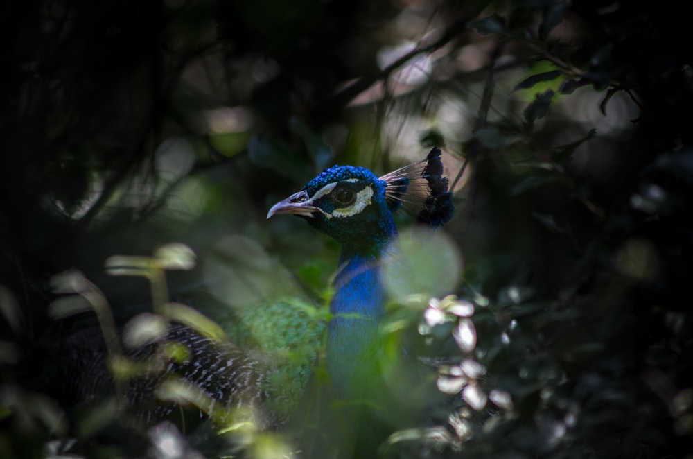 selective focus photography of blue bird