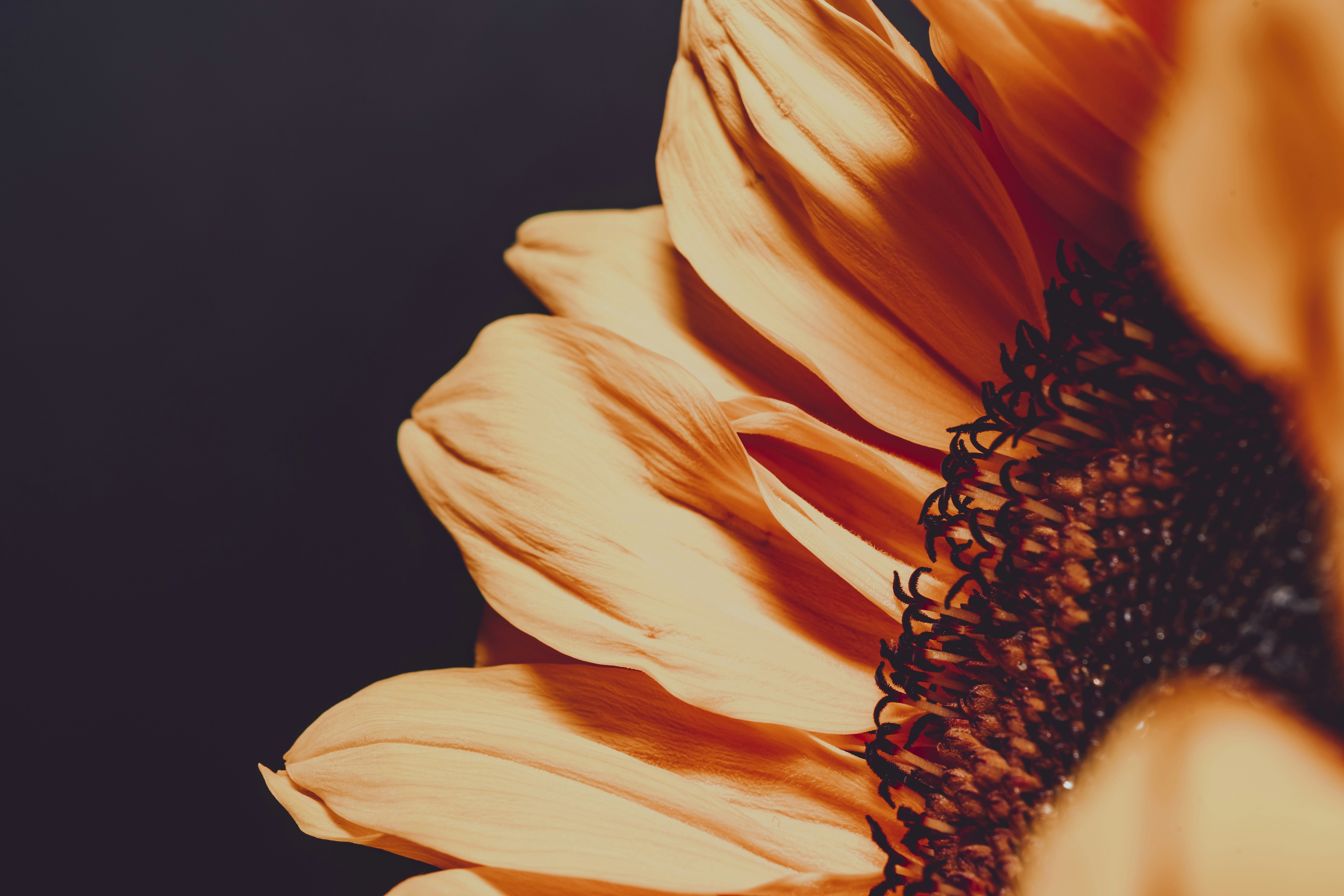 Photo by timothycdykes