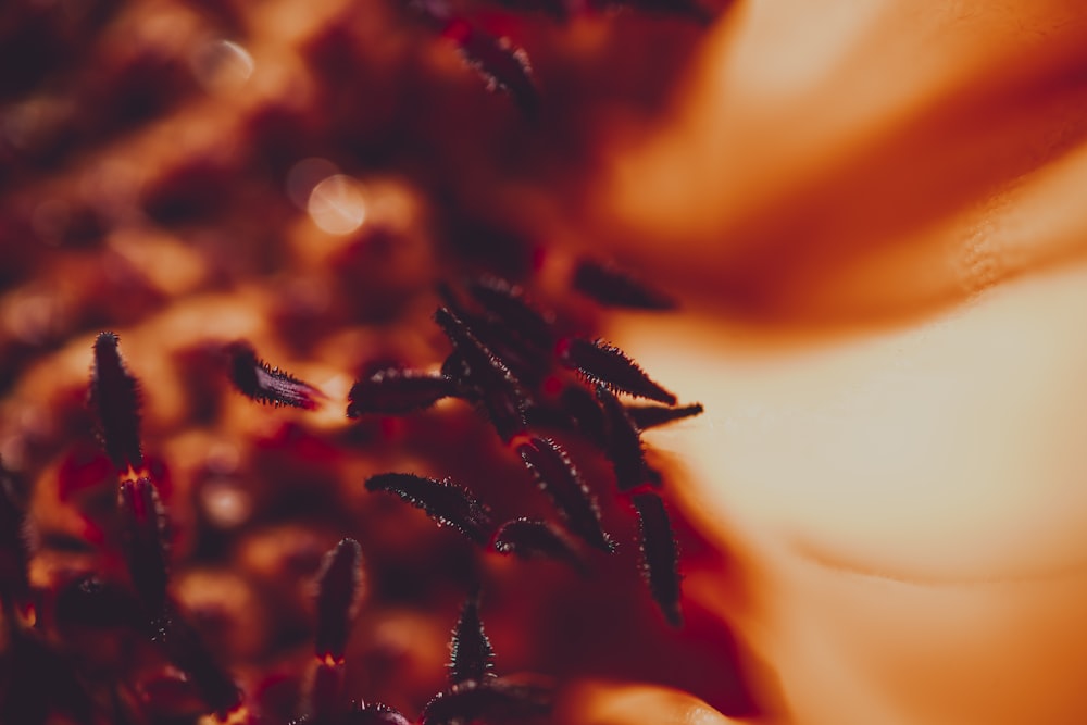 macro photography of brown flower