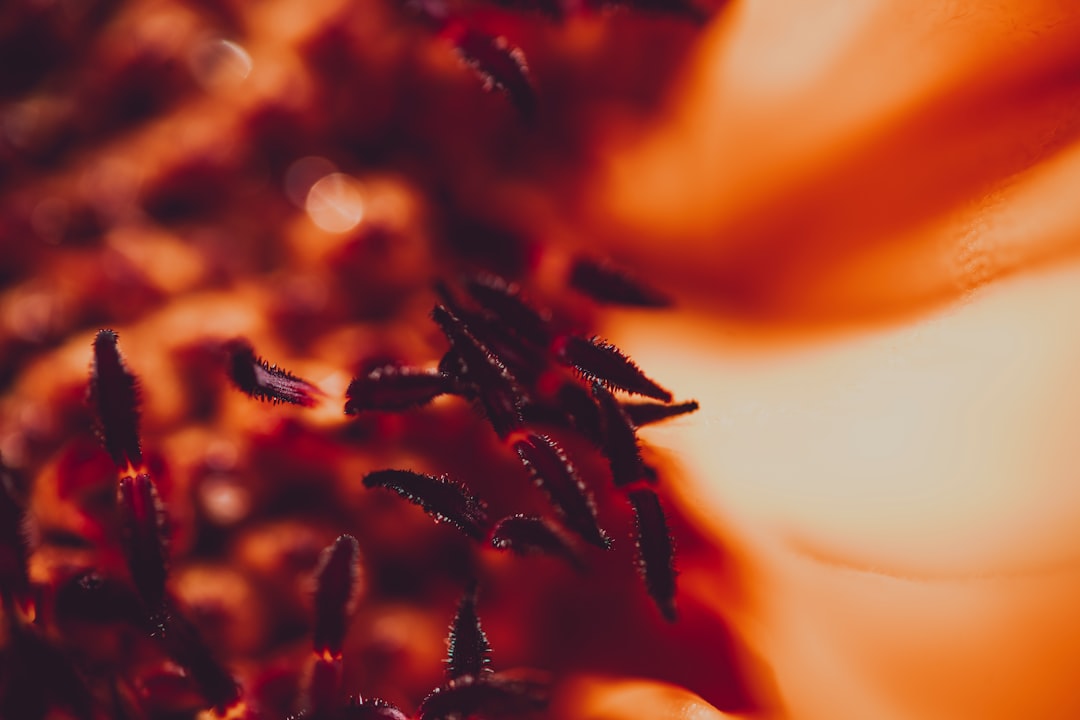 macro photography of brown flower