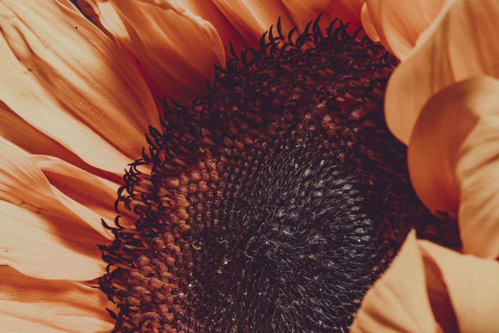 photo of Sunflower