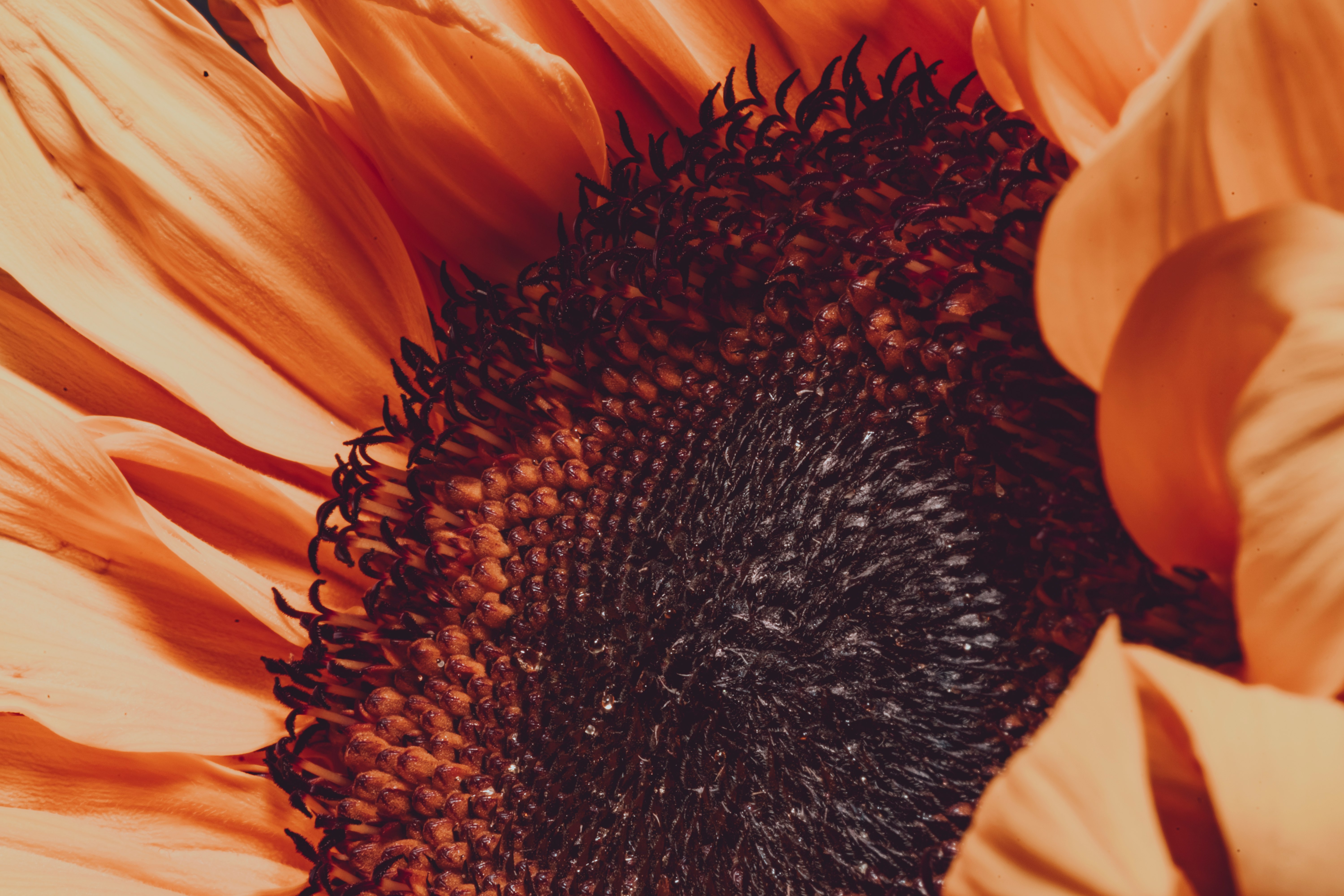 photo of Sunflower