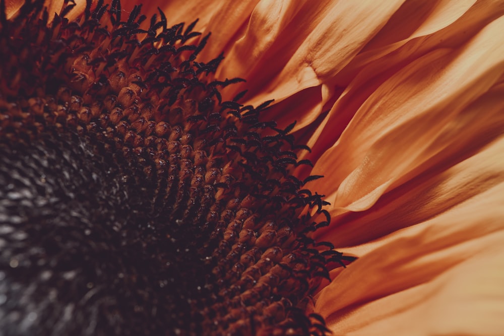 macro photography of brown flower