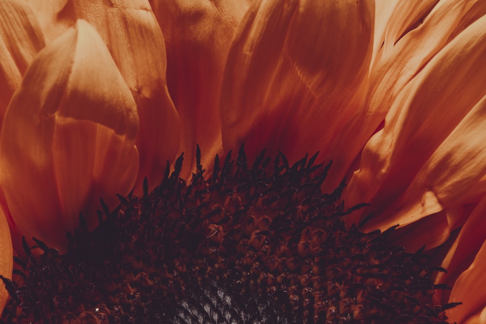Makrofotografie von Sonnenblumen