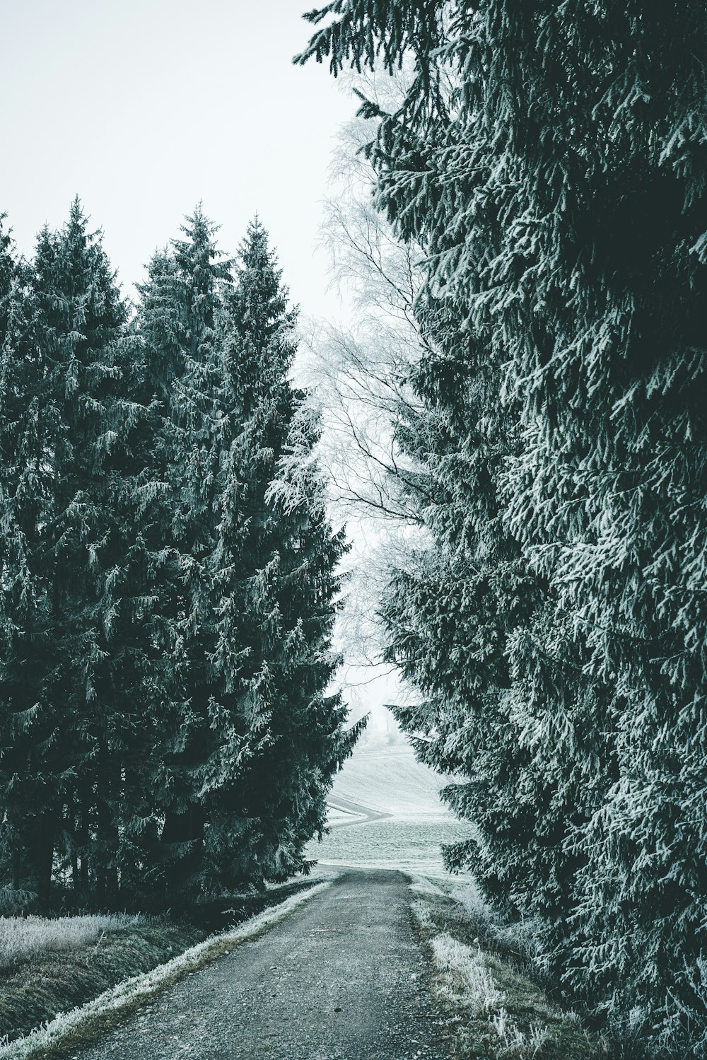 empty road near pine tree