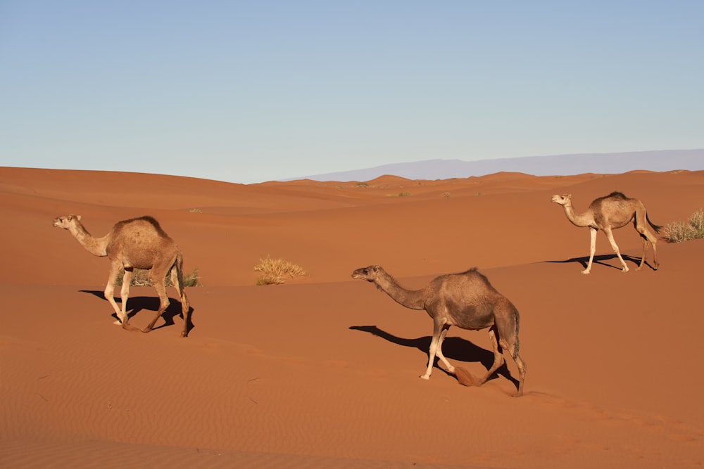 three camel walking on desert