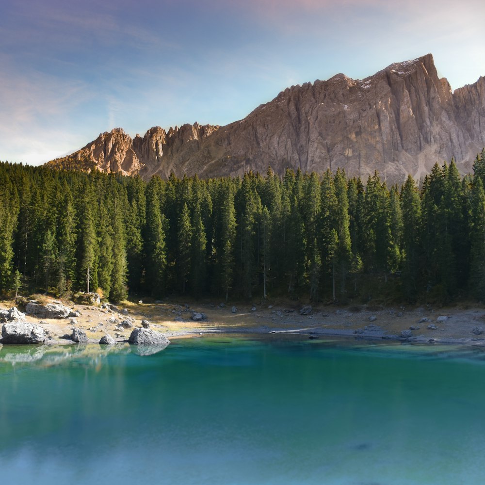 body of water and forest