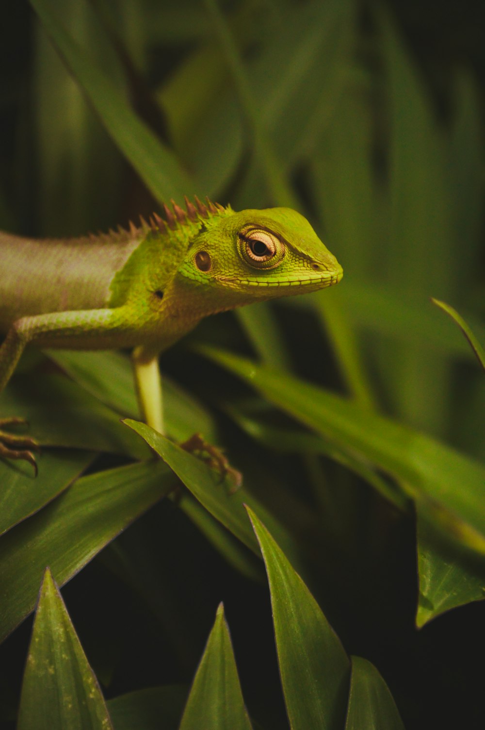 green reptile on grass