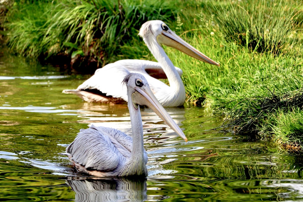 two white pelican birds on body of water