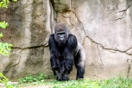 A large gorilla stands in front of a rocky backdrop surrounded by greenery. It appears to be observing its surroundings with a calm yet attentive demeanor.