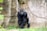 A group of travelers observing a mountain gorilla in its natural habitat.