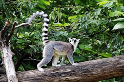 A lemur surprised to see our crew landing on the beach