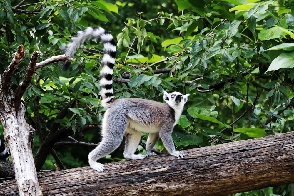 gray and white animal on brown wooden log