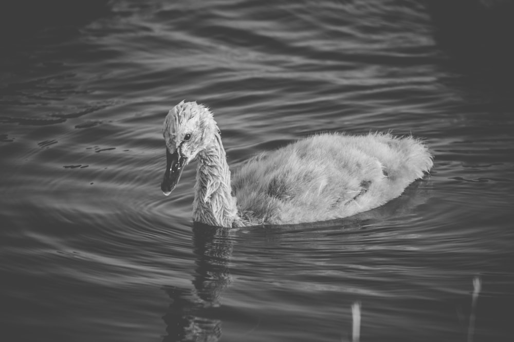 swan on water