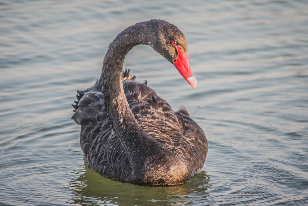 black swan on water