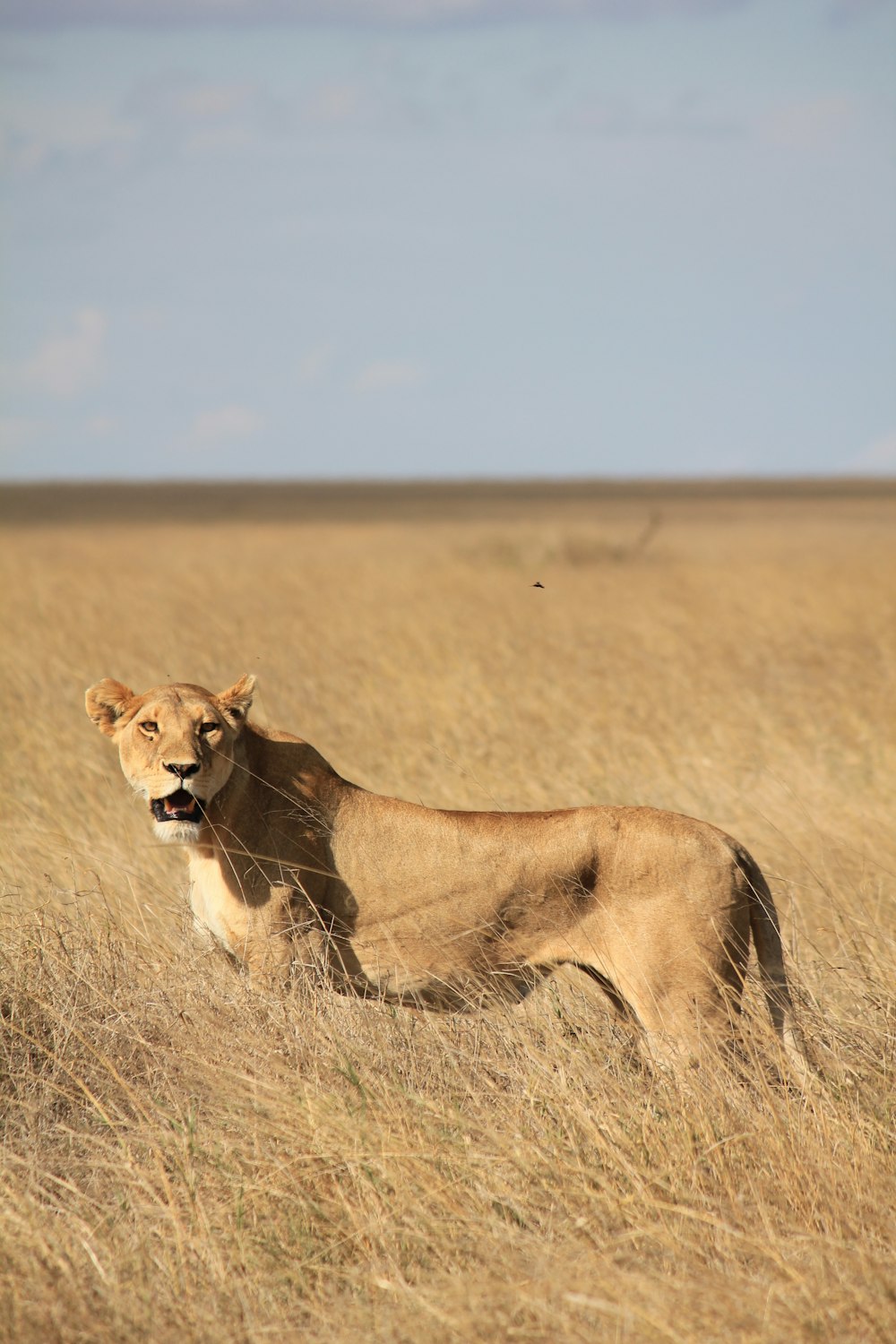 Lionne brune entourée d’herbe pendant la journée