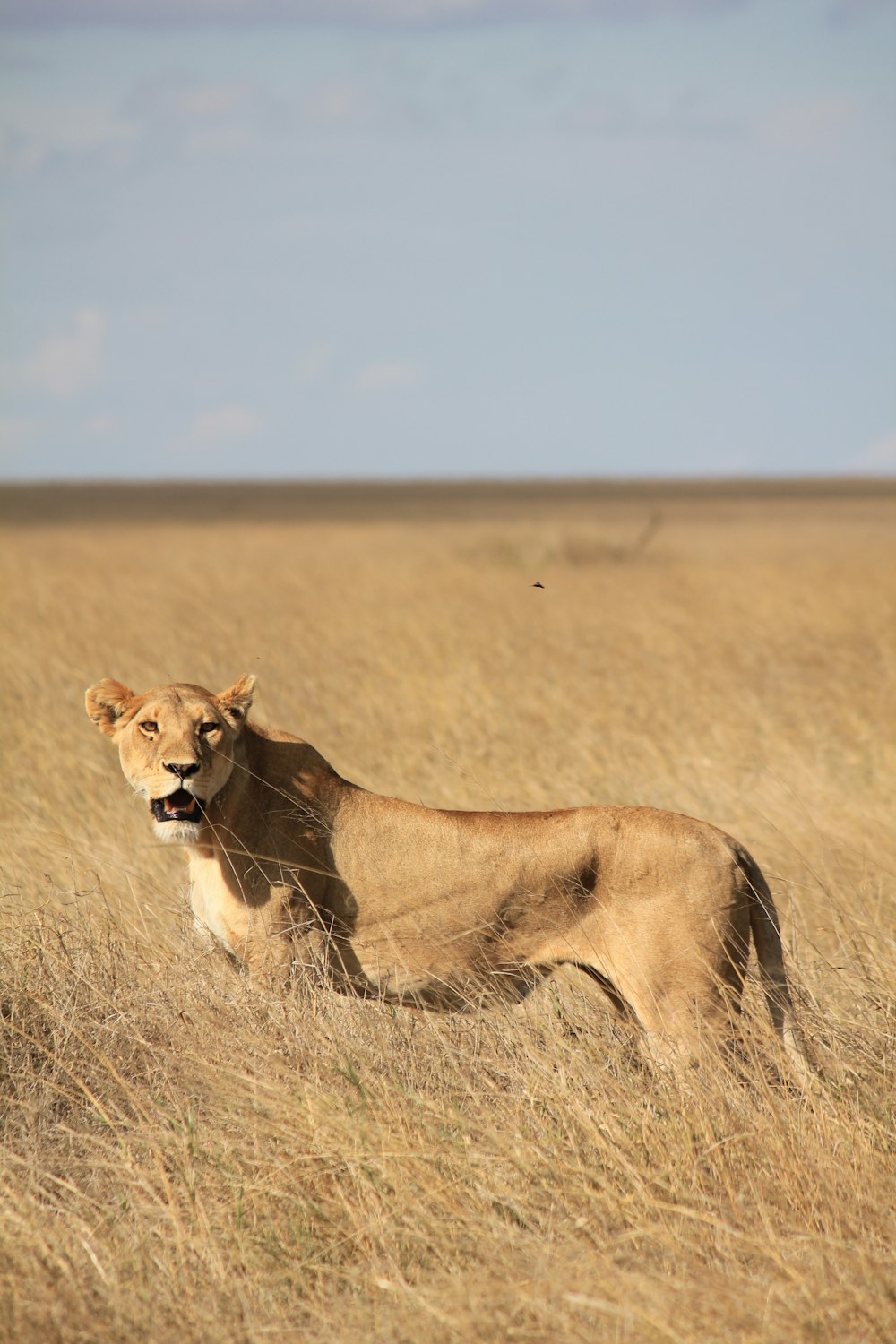 leoa marrom cercada por grama durante o dia